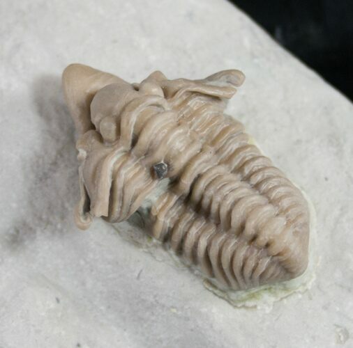 Gorgeous Snout Nosed Spathacalymene Trilobite - Rare #9229